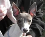 Hugo, About Time Italian Greyhound Puppy!